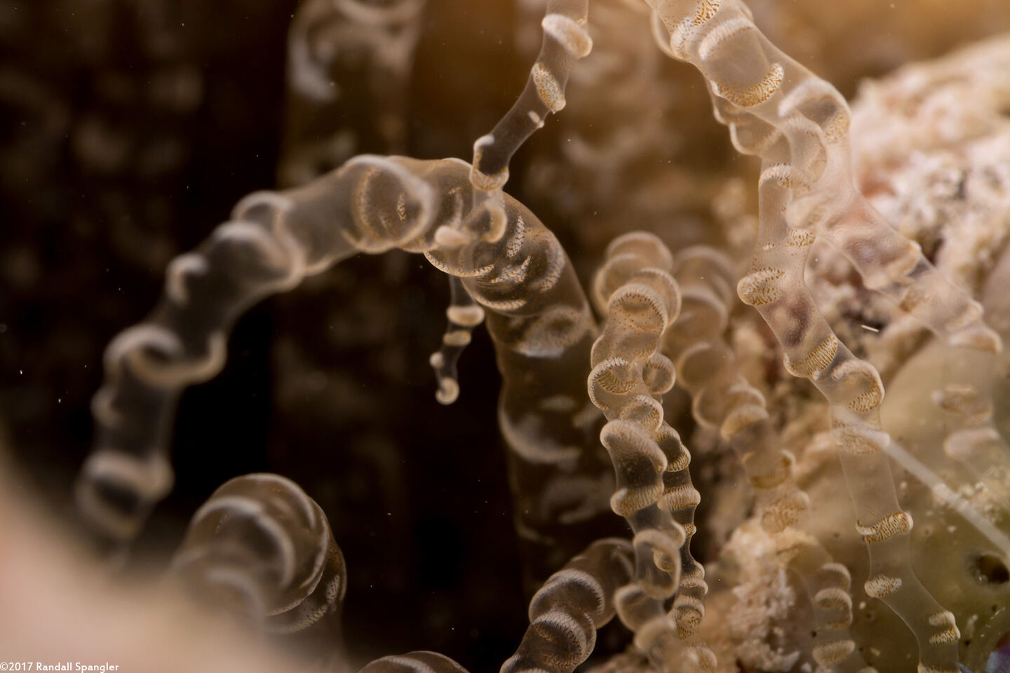 Bartholomea annulata (Corkscrew Anemone)