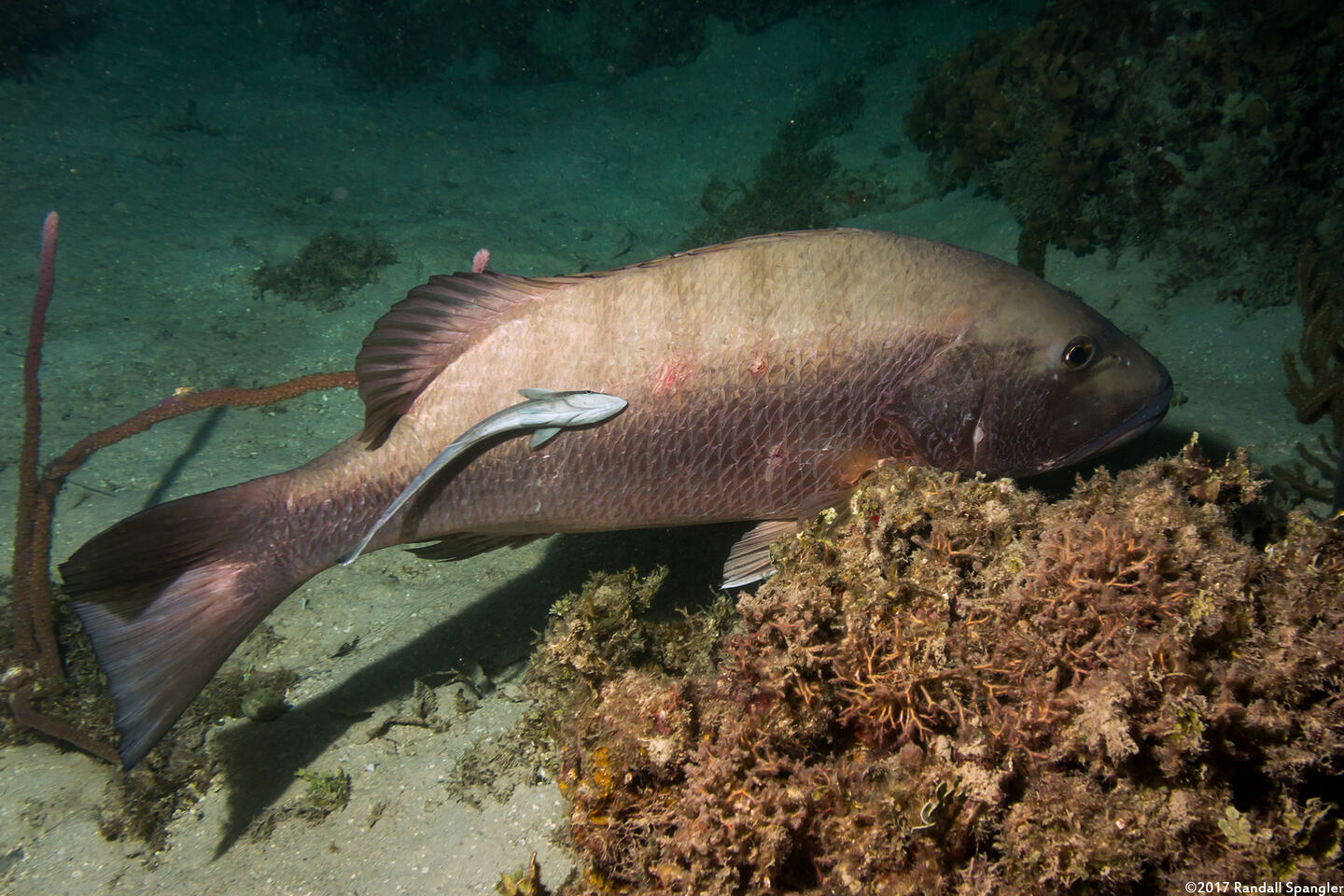 Lutjanus cyanopterus (Cubera Snapper)