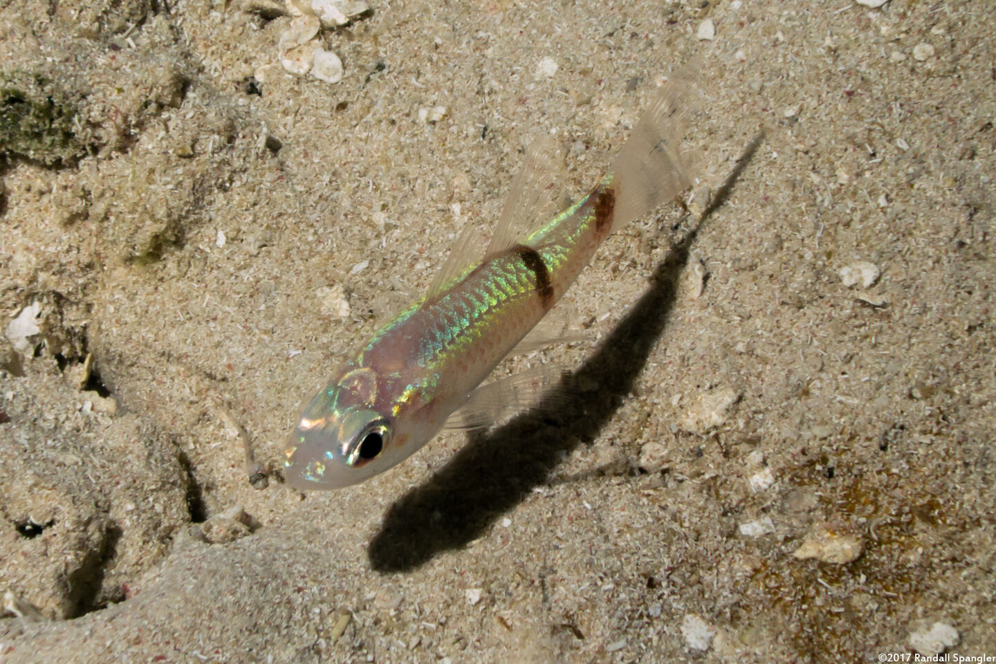 Apogon phenax (Mimic Cardinalfish)