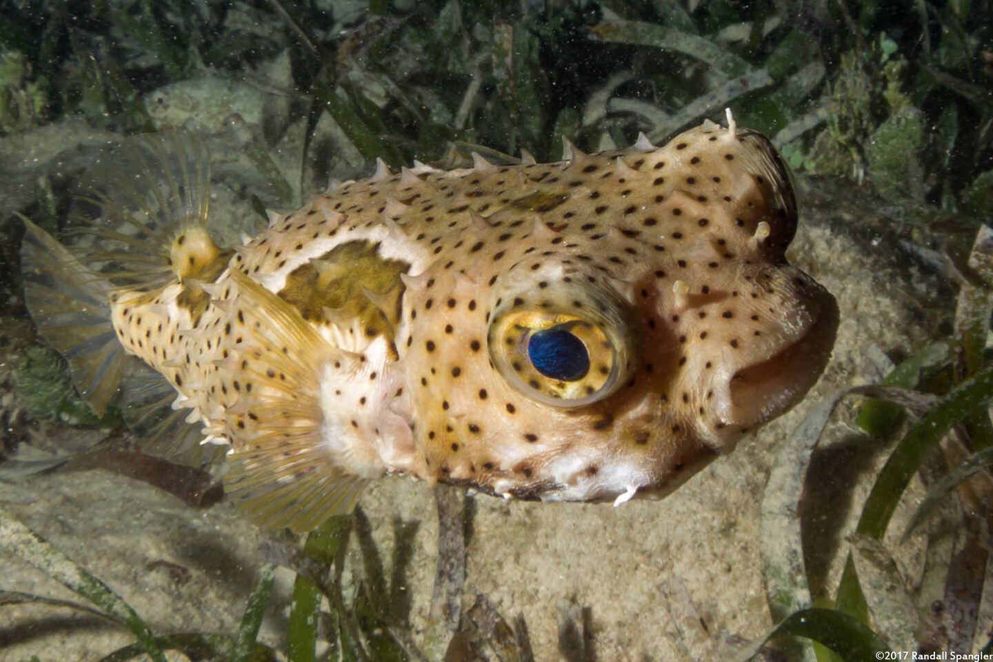 Chilomycterus antennatus (Bridled Burrfish)