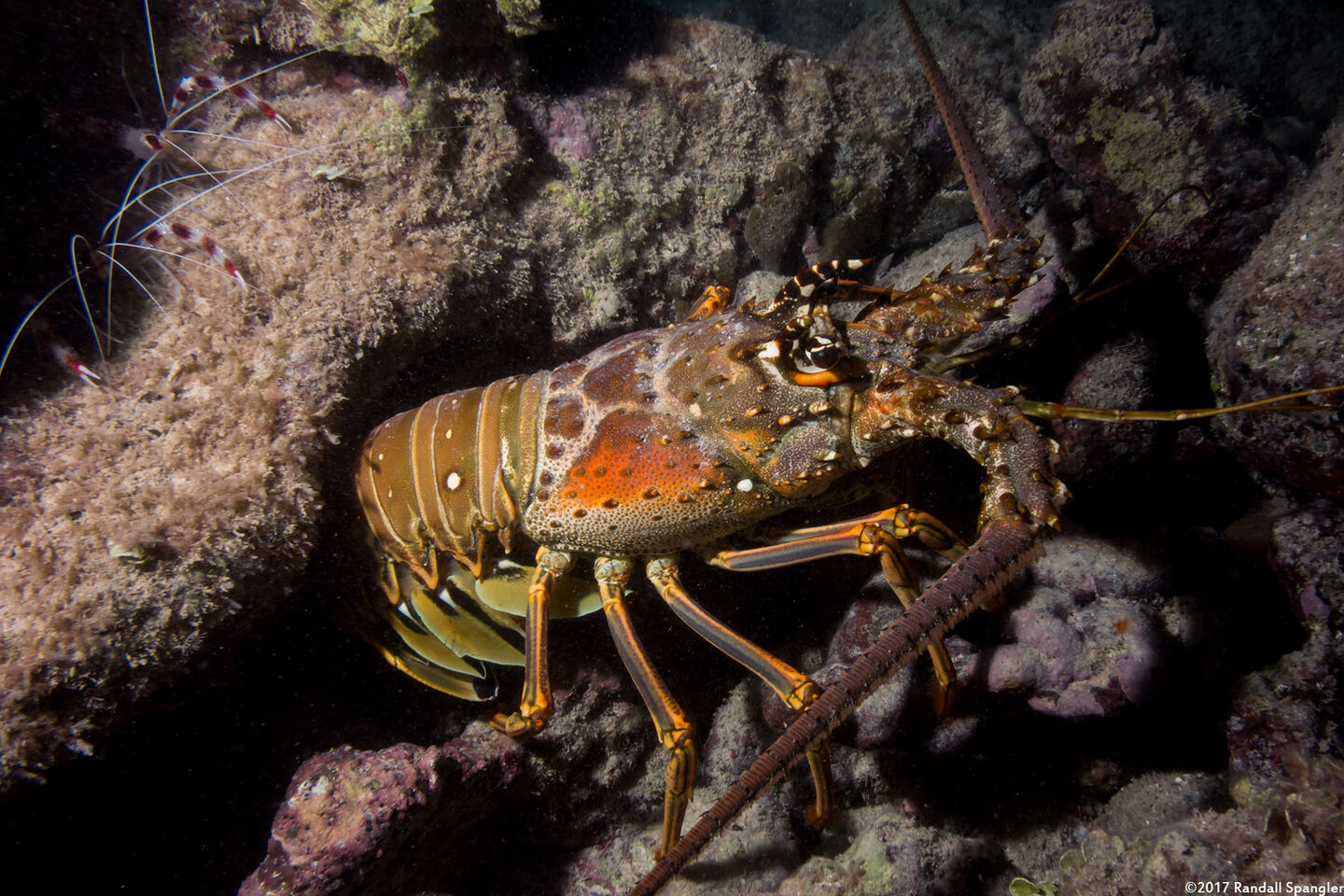 Panulirus argus (Caribbean Spiny Lobster)