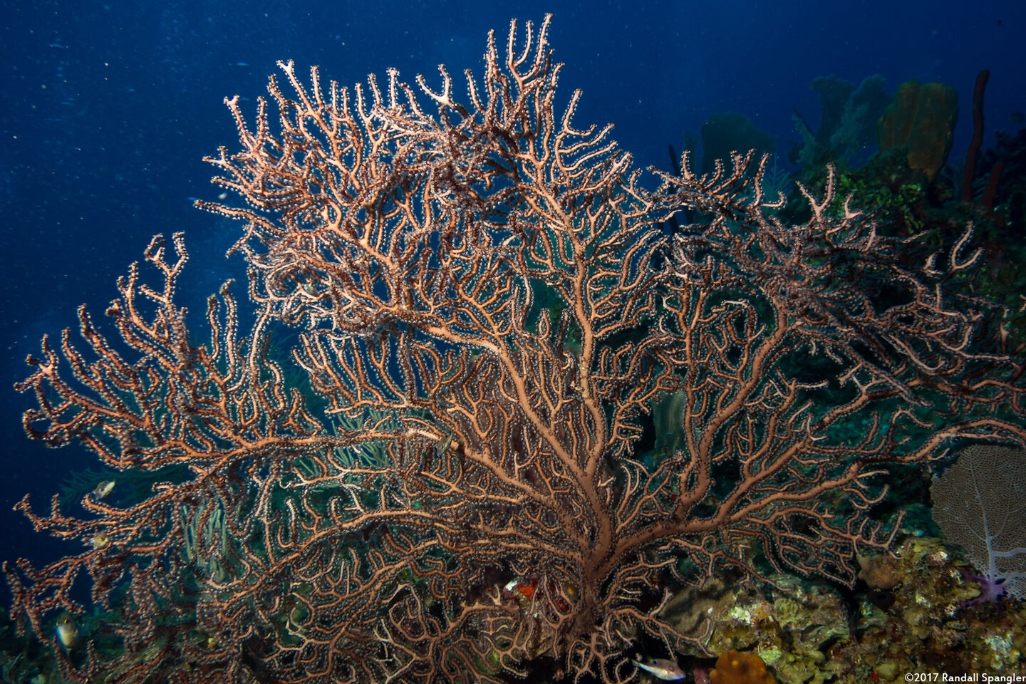 Iciligorgia schrammi (Deepwater Sea Fan)