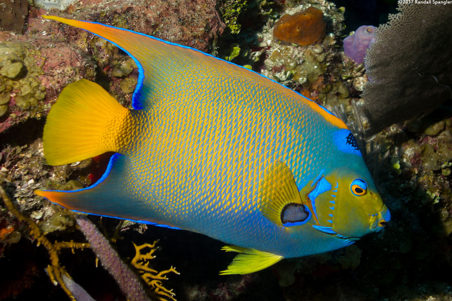 Holacanthus ciliaris (Queen Angelfish)