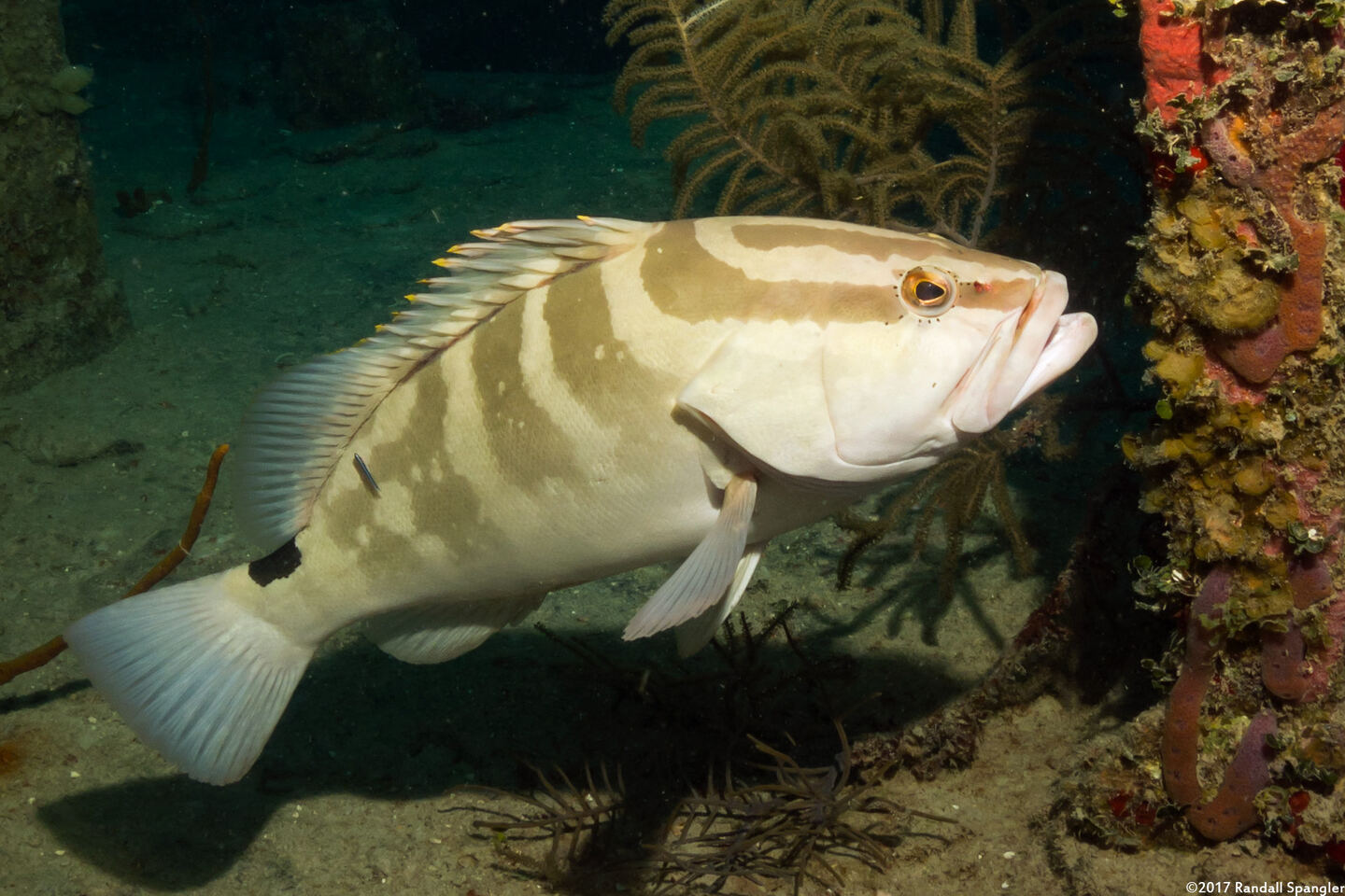 Epinephelus striatus (Nassau Grouper)