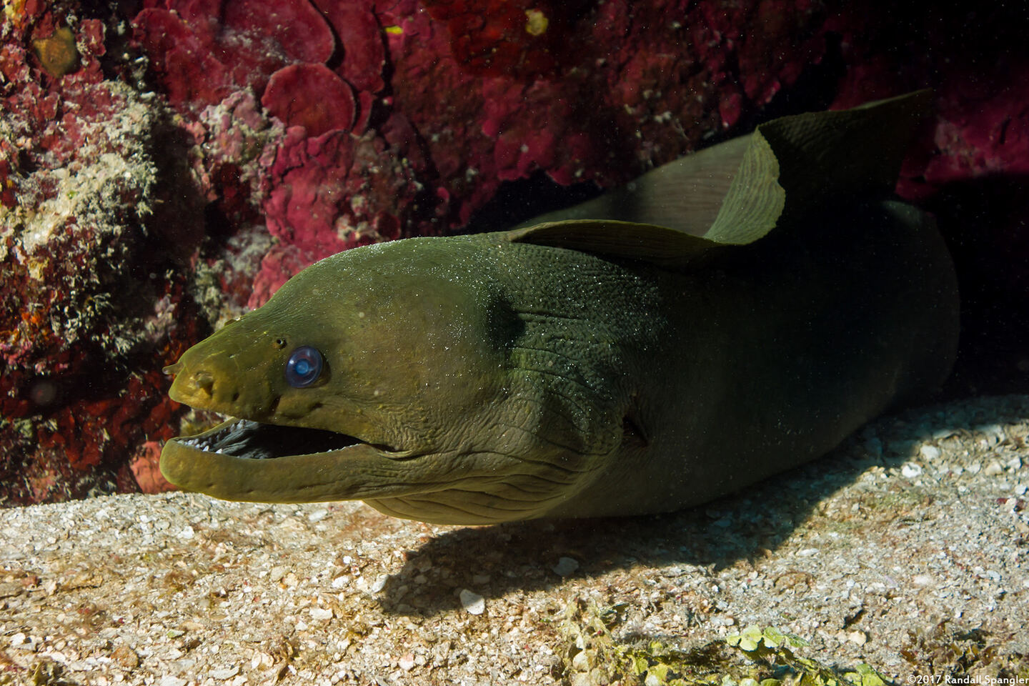 Gymnothorax funebris (Green Moray)