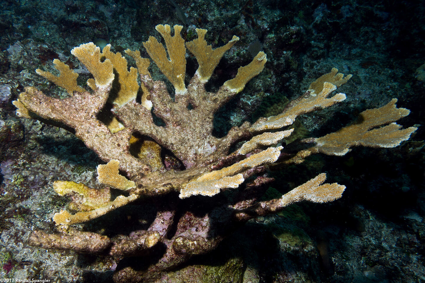 Acropora palmata (Elkhorn Coral)
