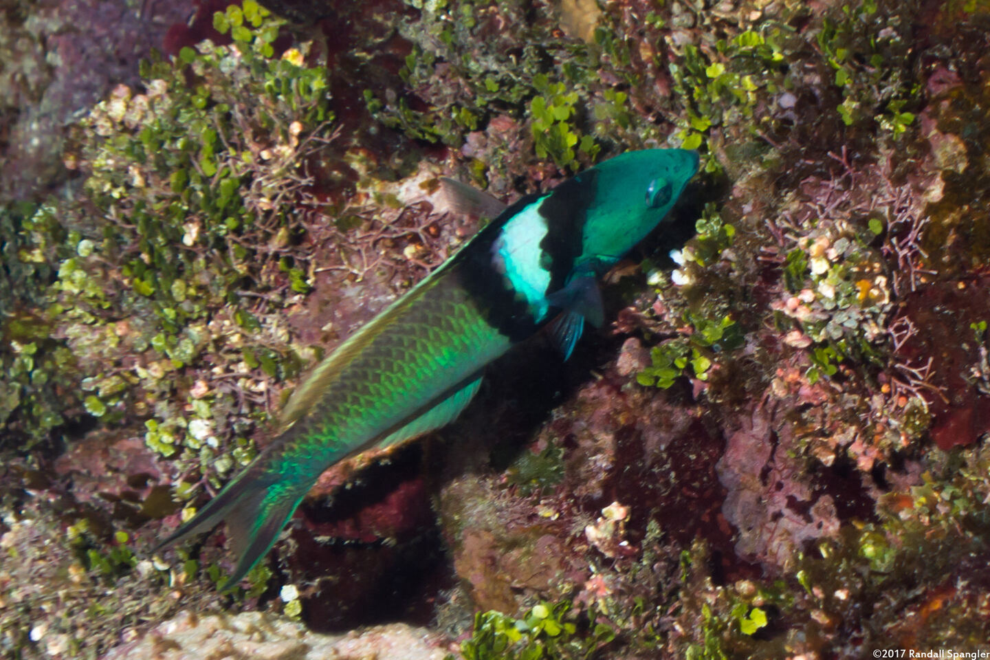 Thalassoma bifasciatum (Bluehead)