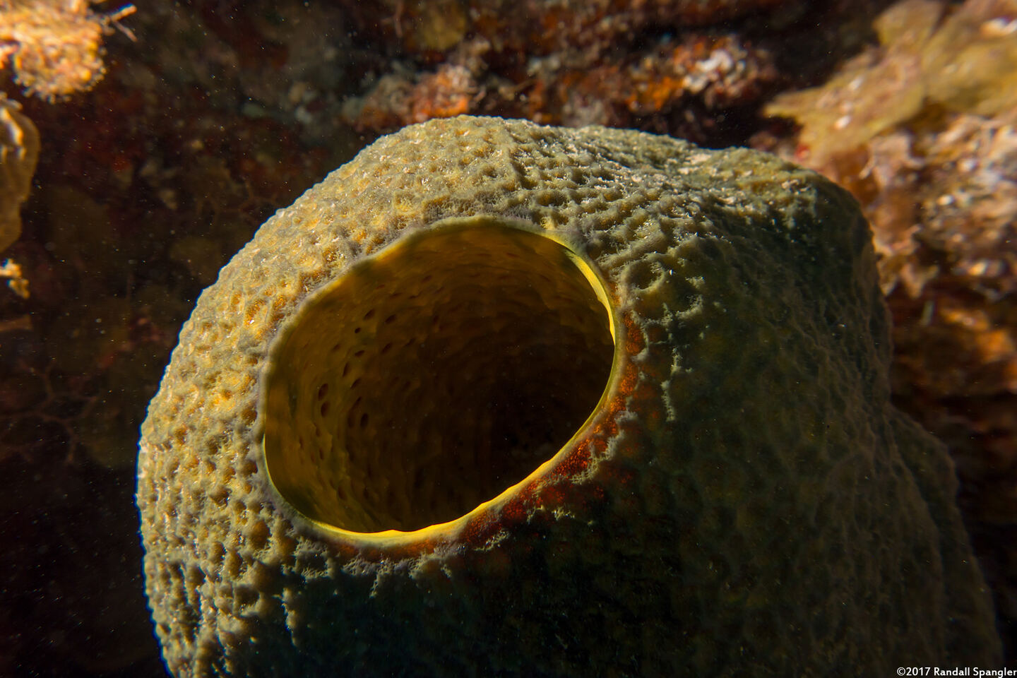 Verongula reiswigi (Verongula Reiswigi)