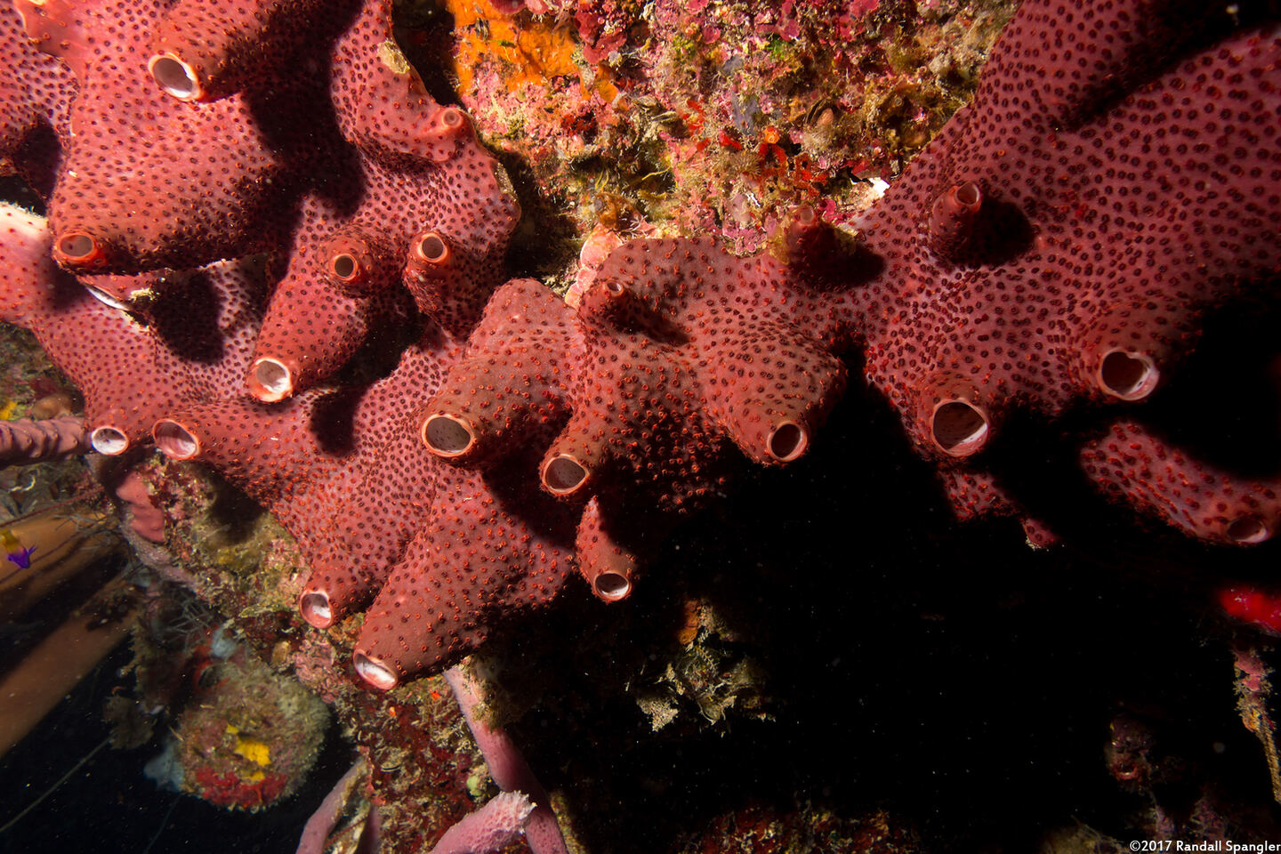 Svenzea zeai (Dark Volcano Sponge)