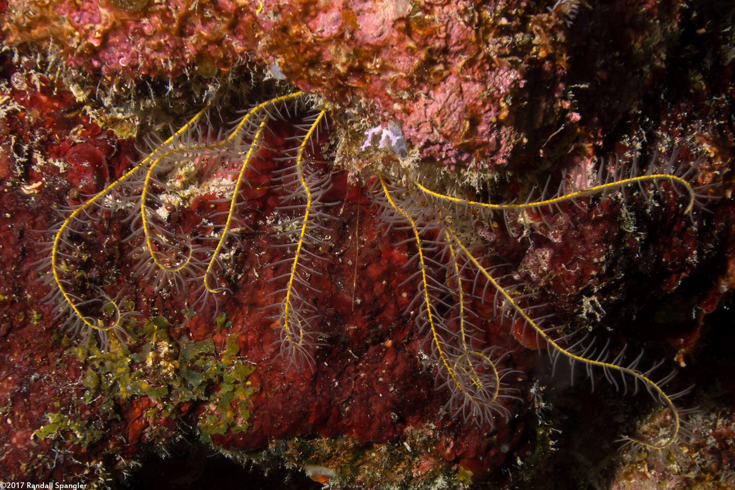 Analcidometra armata (Beaded Crinoid)