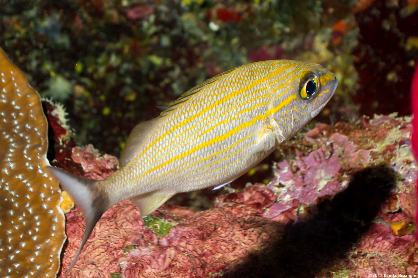 Haemulon aurolineatum (Tomtate)