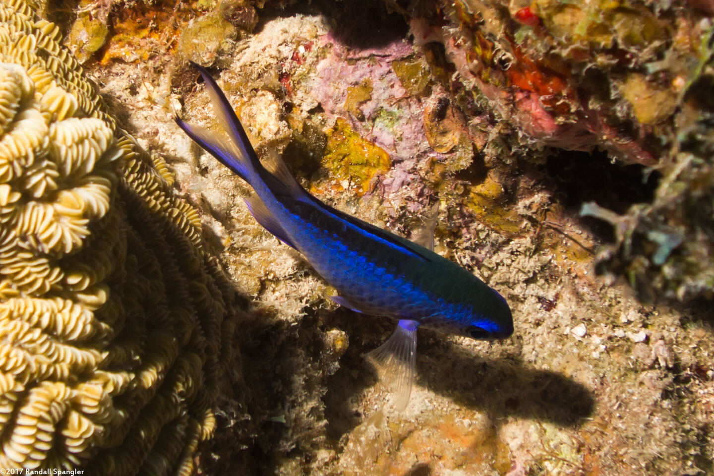 Chromis cyanea (Blue Chromis)