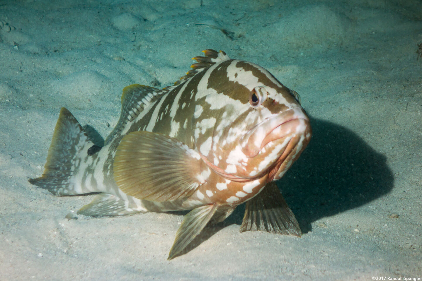 Epinephelus striatus (Nassau Grouper)
