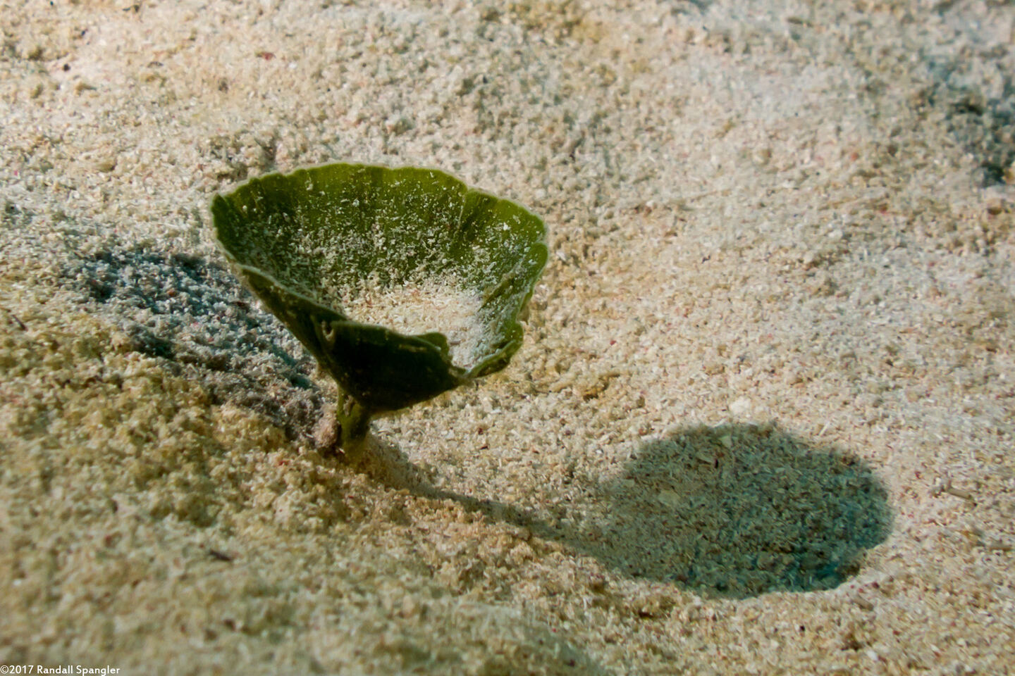 Udotea cyathiformis (Mermaid's Tea Cup)
