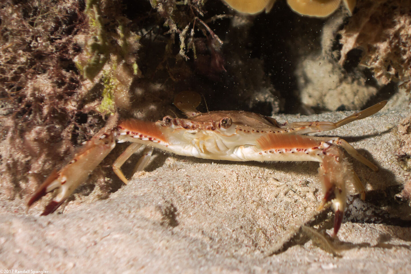 Achelous sebae (Ocellate Swimming Crab)