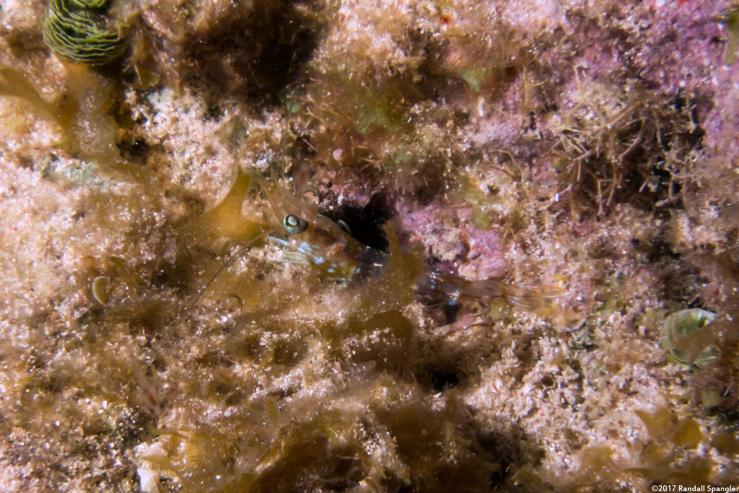 Metapenaeopsis goodei (Velvet Shrimp)