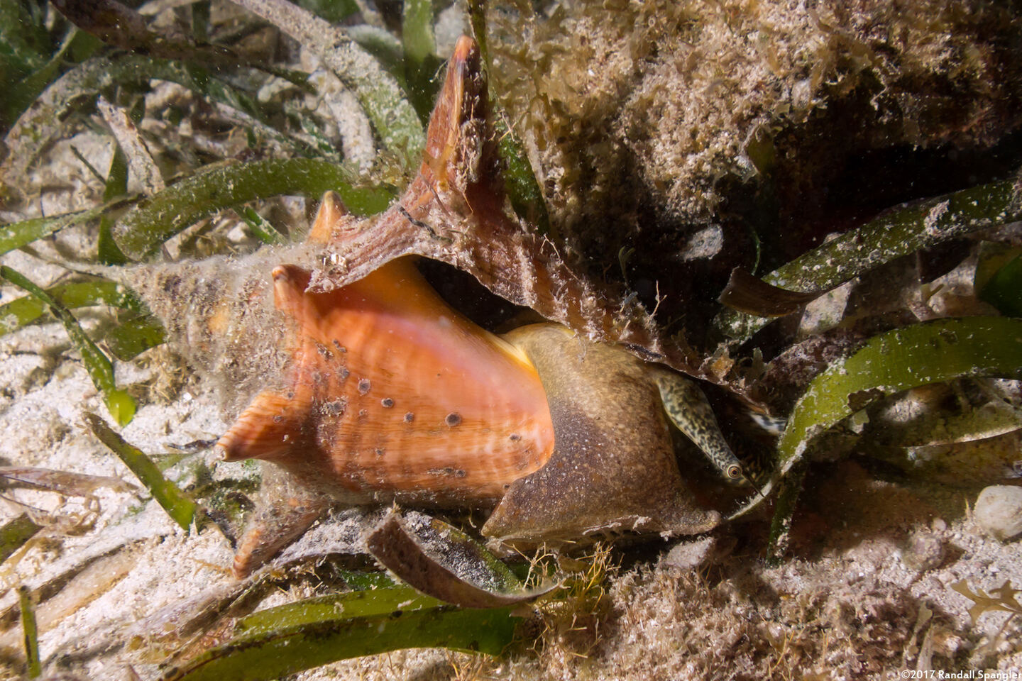 Aliger gigas (Queen Conch)