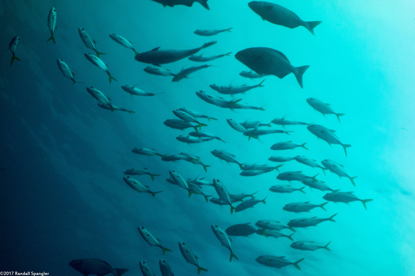 Caranx latus (Horse-Eye Jack)