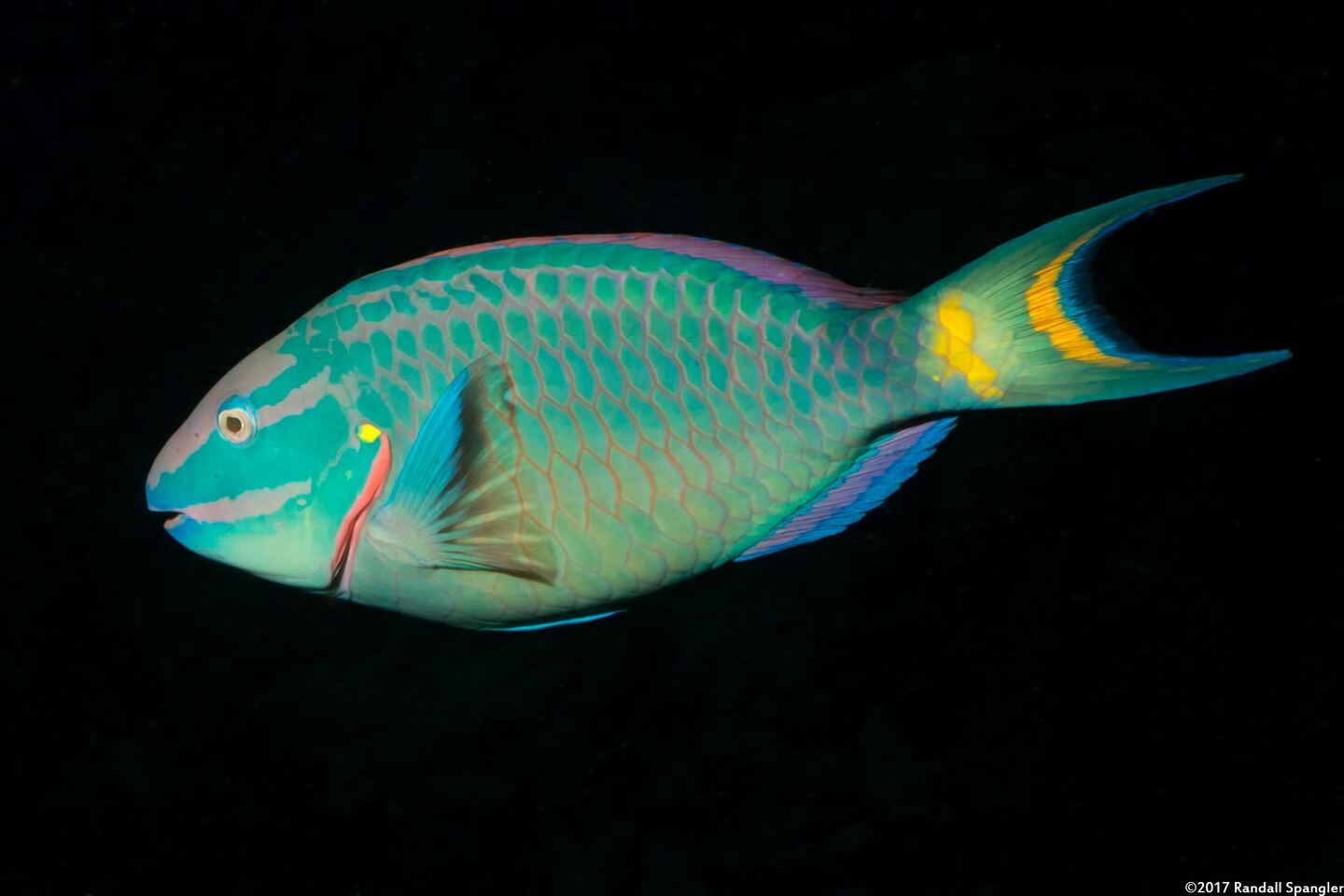 Sparisoma viride (Stoplight Parrotfish)