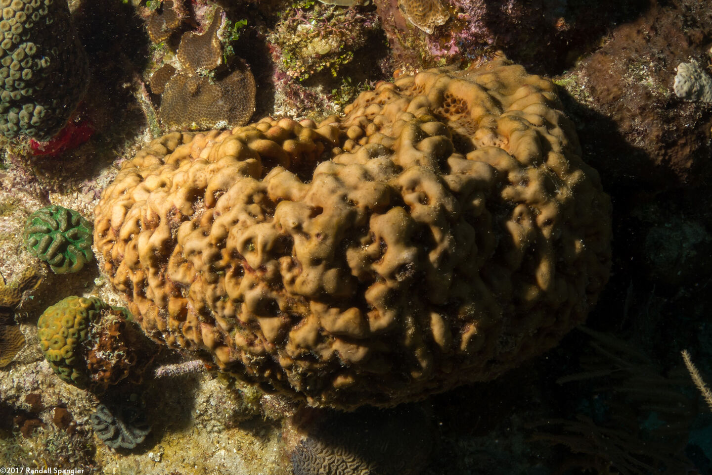 Agelas cerebrum (Brain Sponge)