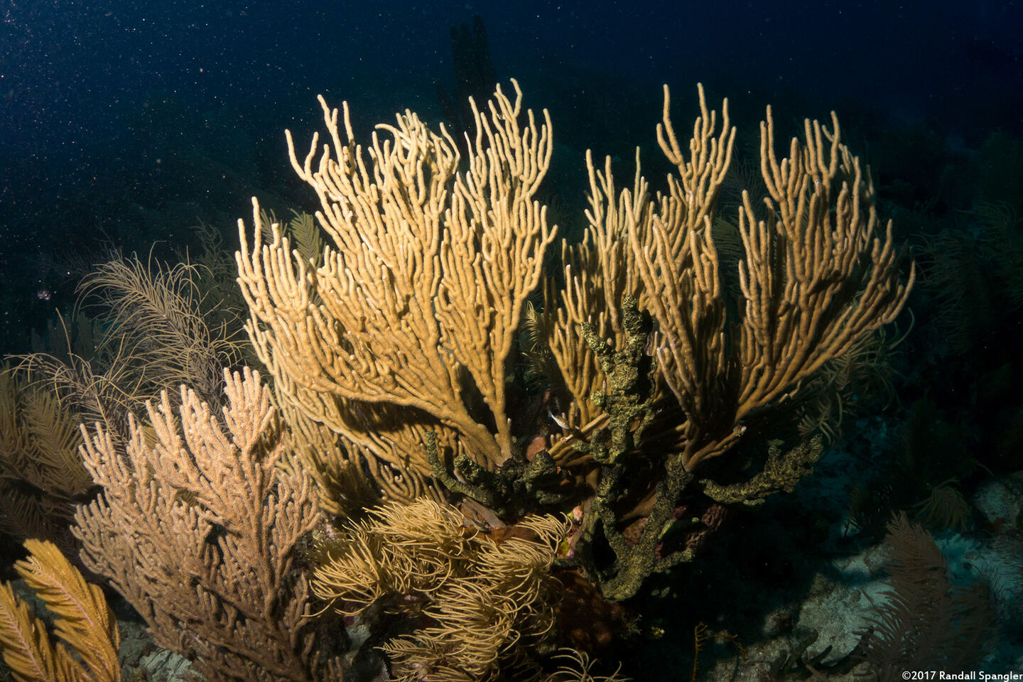 Plexaura flexuosula (Bent Sea Rod)