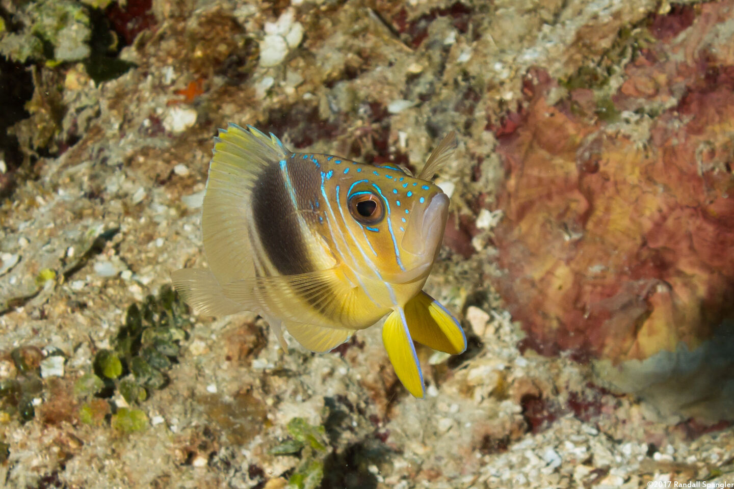 Hypoplectrus puella (Barred Hamlet)