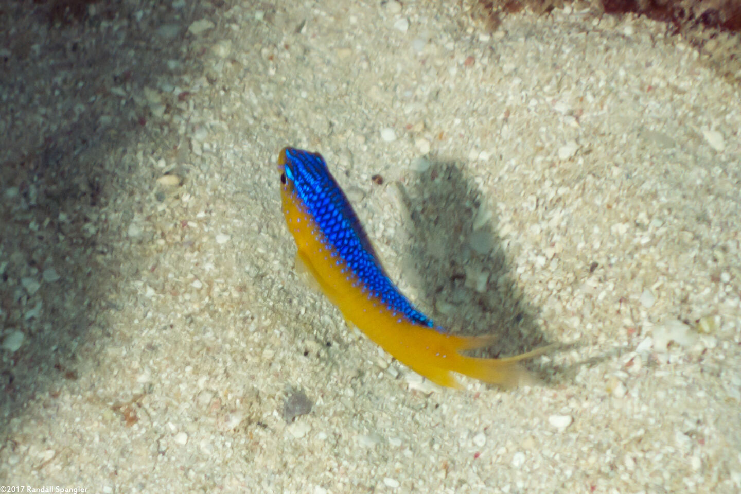 Stegastes leucostictus (Beaugregory)