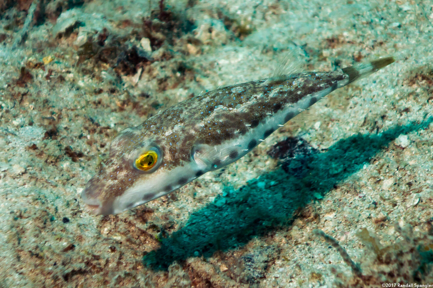 Sphoeroides spengleri (Bandtail Puffer)