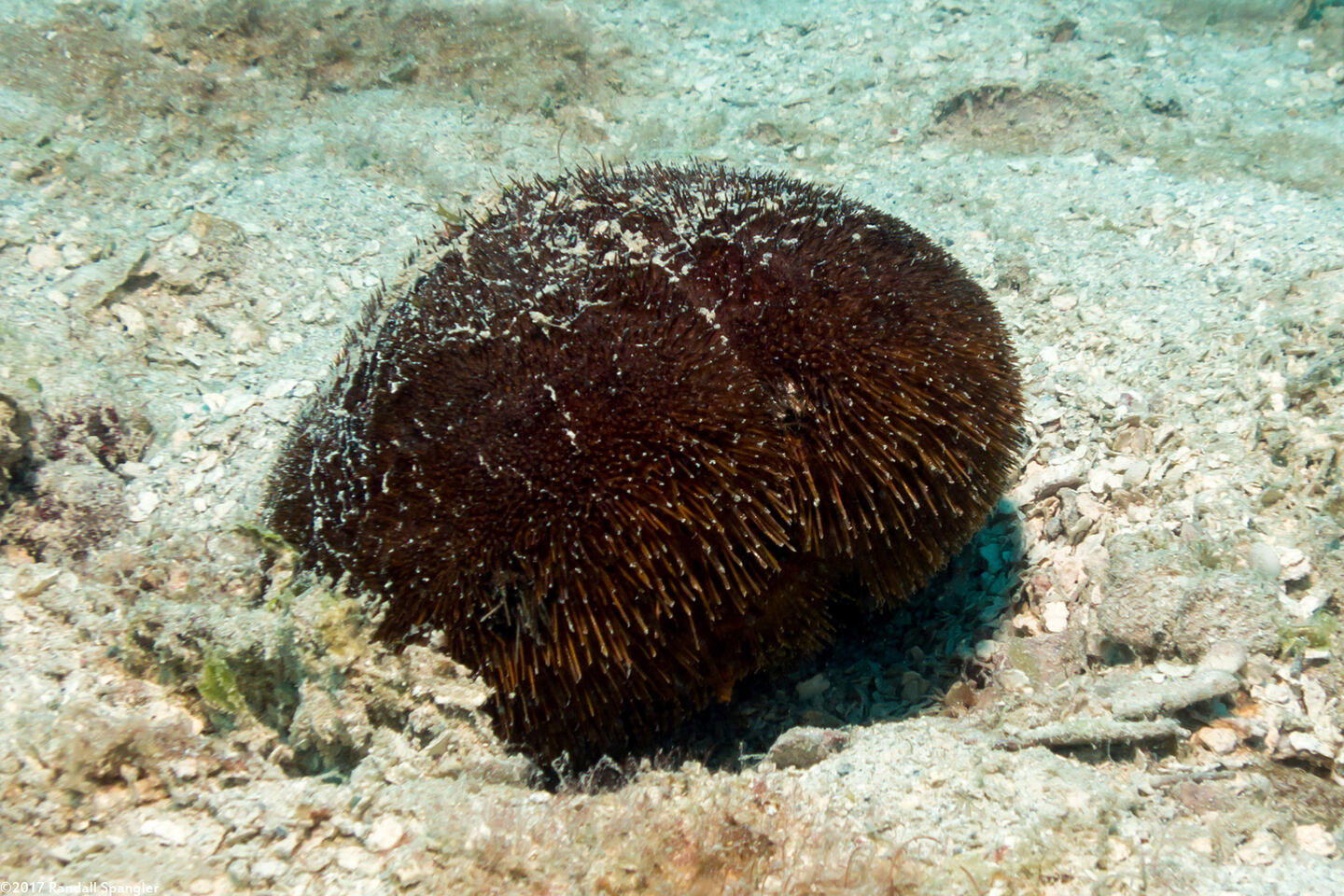 Meoma ventricosa (Red Heart Urchin)