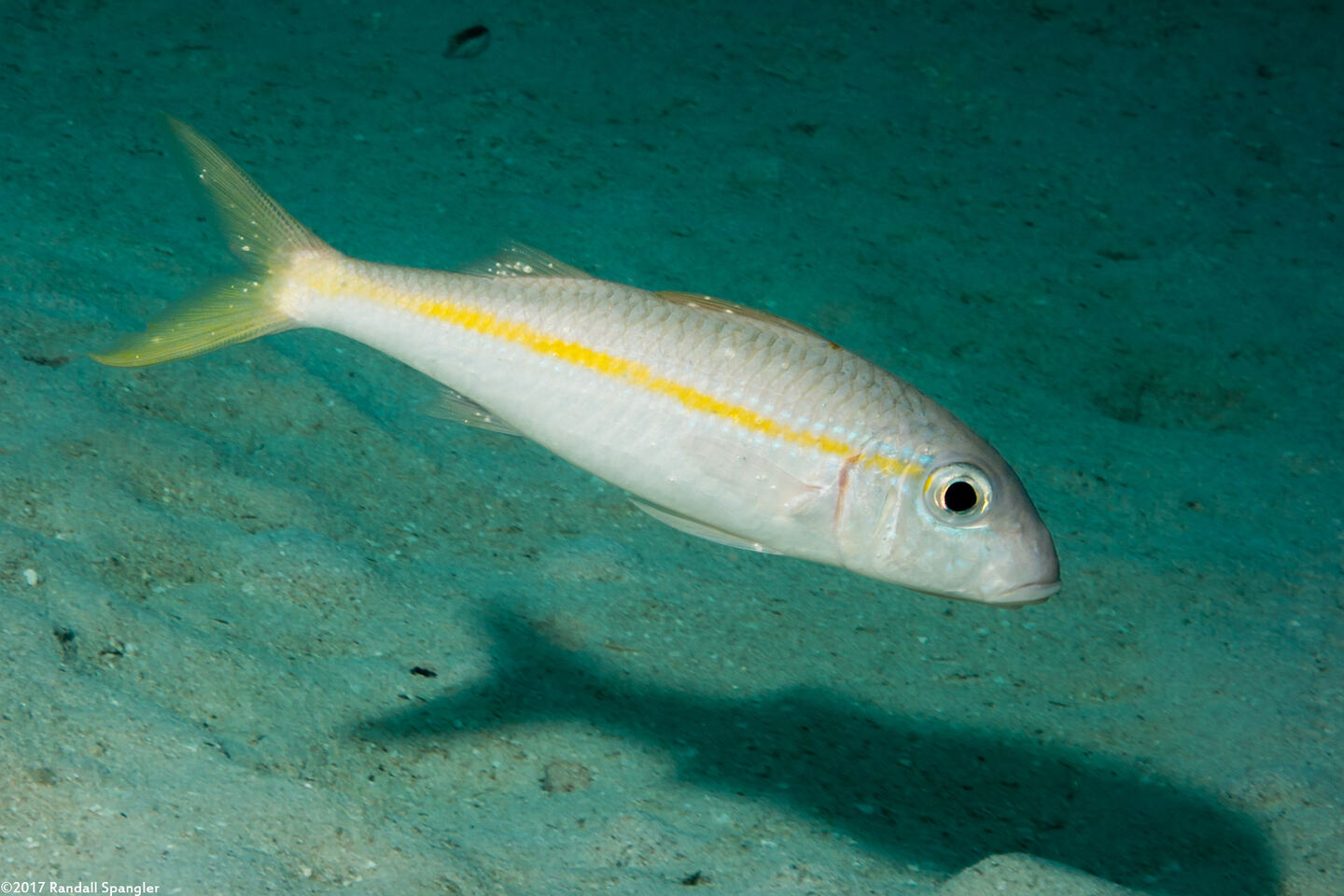 Mulloidichthys martinicus (Yellow Goatfish)