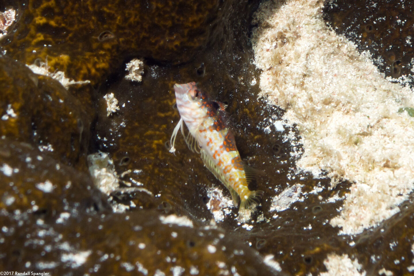 Malacoctenus triangulatus (Saddled Blenny)