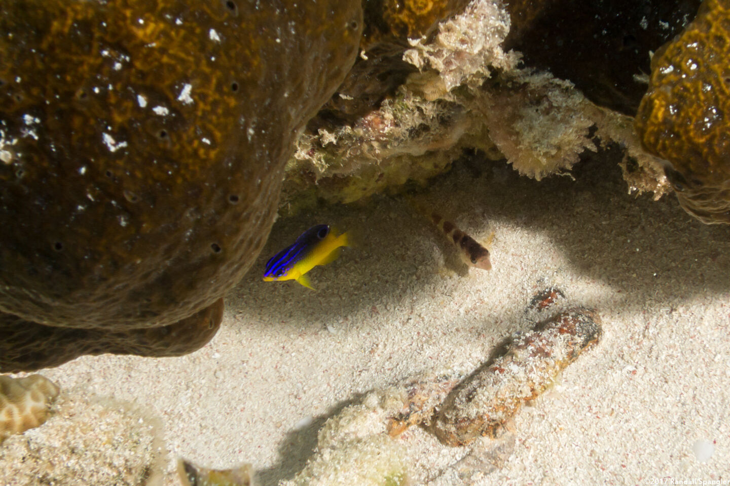 Stegastes diencaeus (Longfin Damselfish)