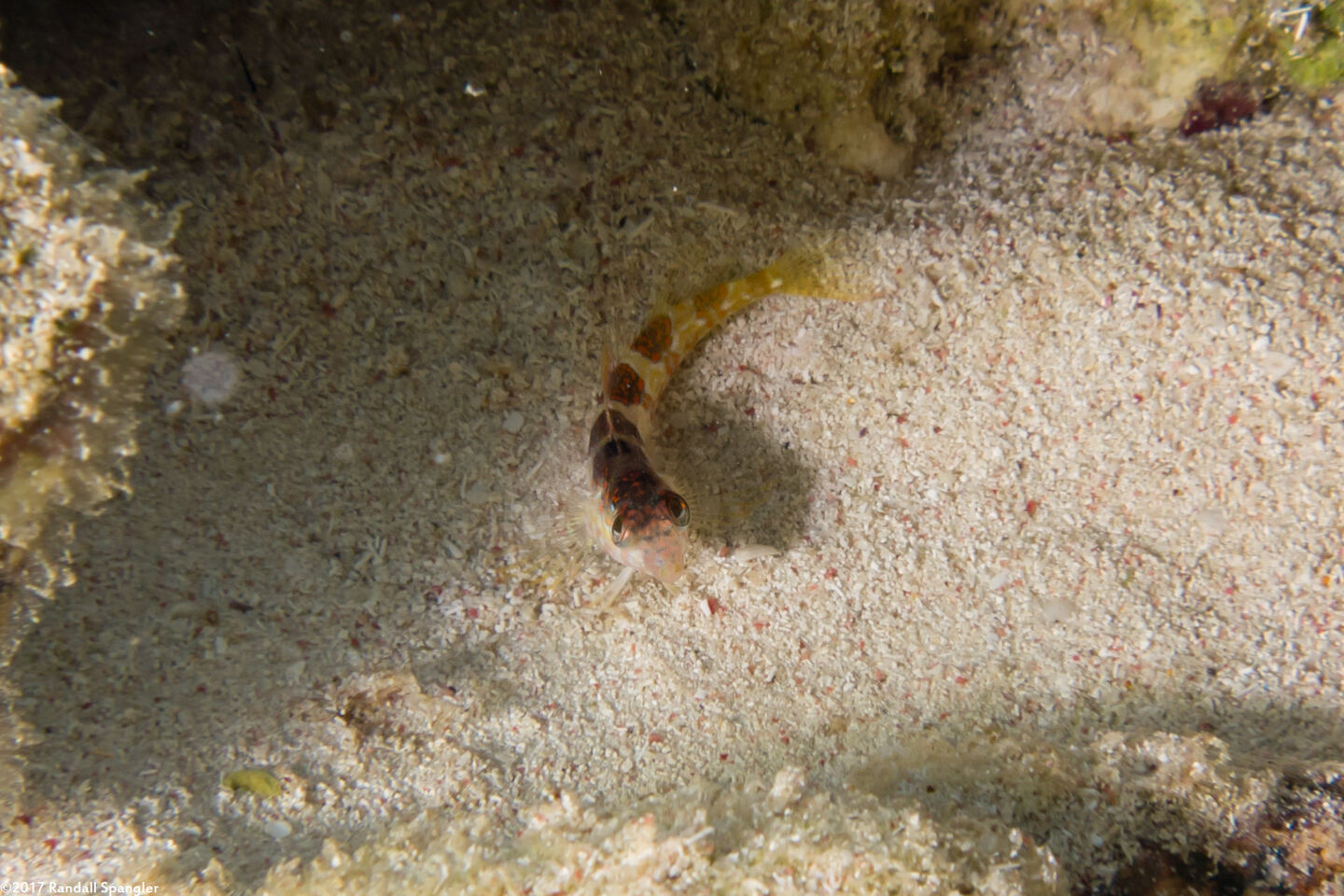 Malacoctenus triangulatus (Saddled Blenny)