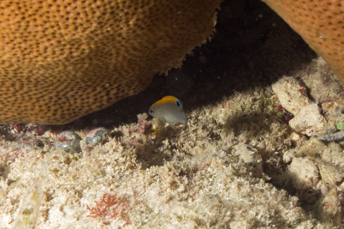 Stegastes adustus (Dusky Damselfish)