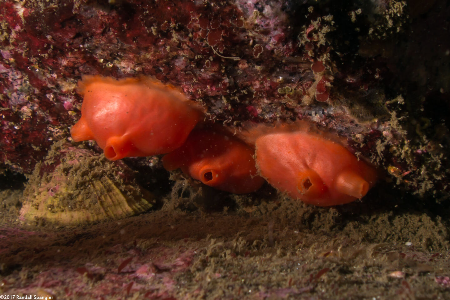 Cnemidocarpa finmarkiensis (Shiny Orange Sea Squirt)