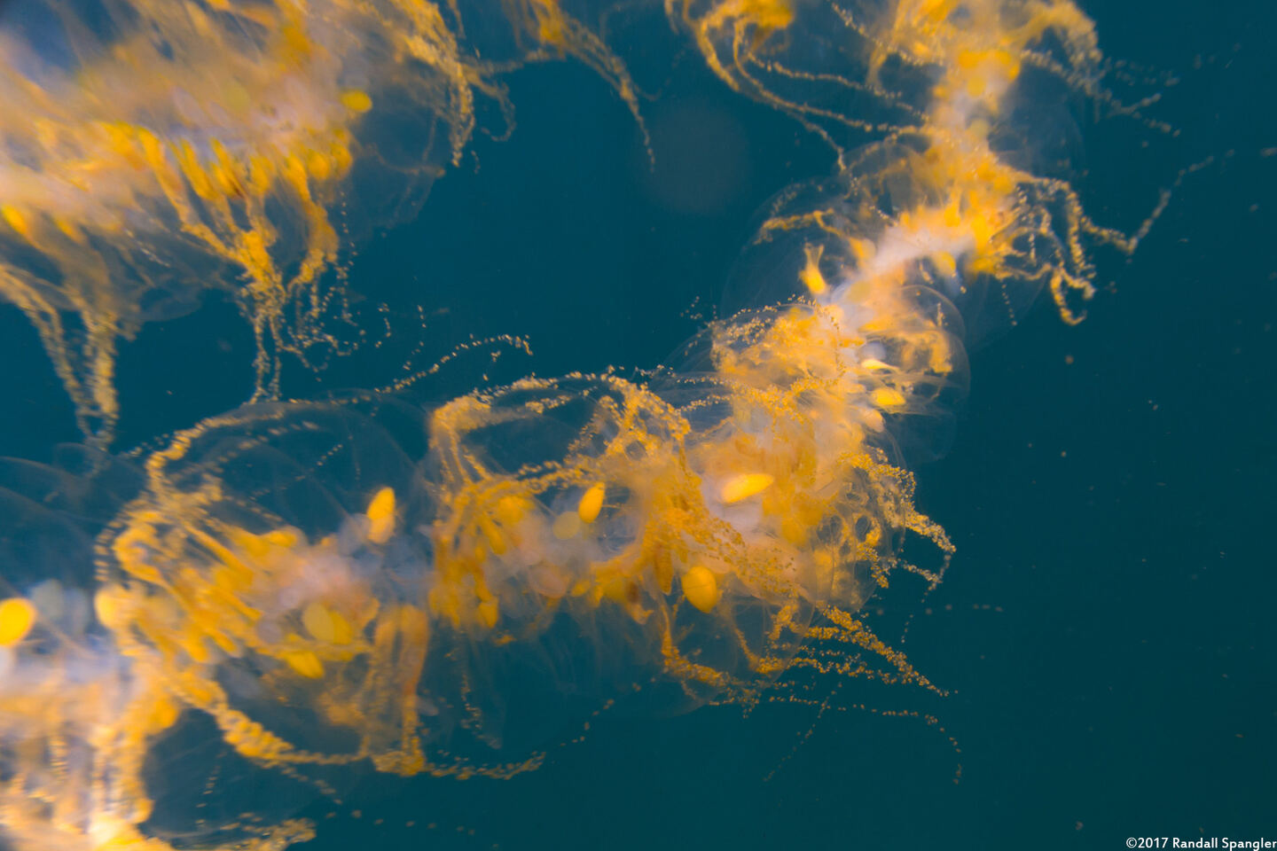 Praya sp.1 (Praya sp.1)