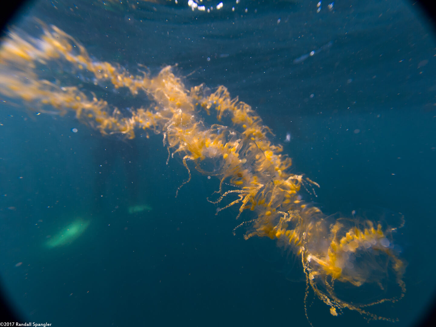 Praya sp.1 (Praya sp.1)