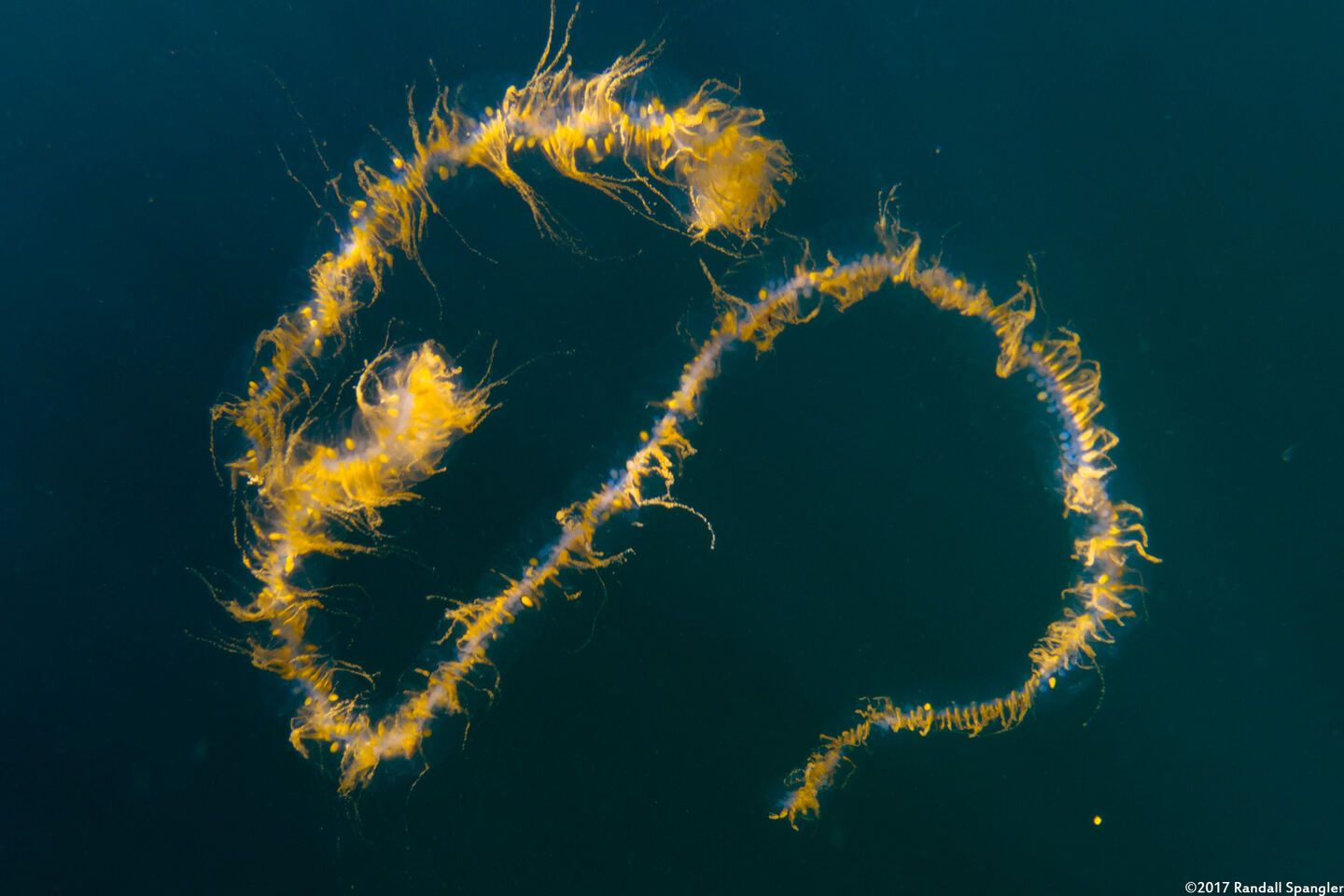 Praya sp.1 (Praya sp.1)