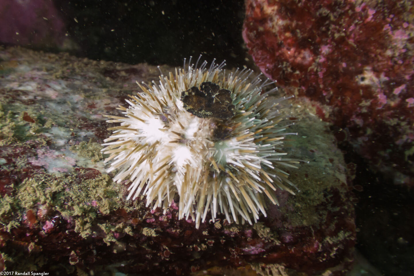 Lytechinus pictus (White Sea Urchin)
