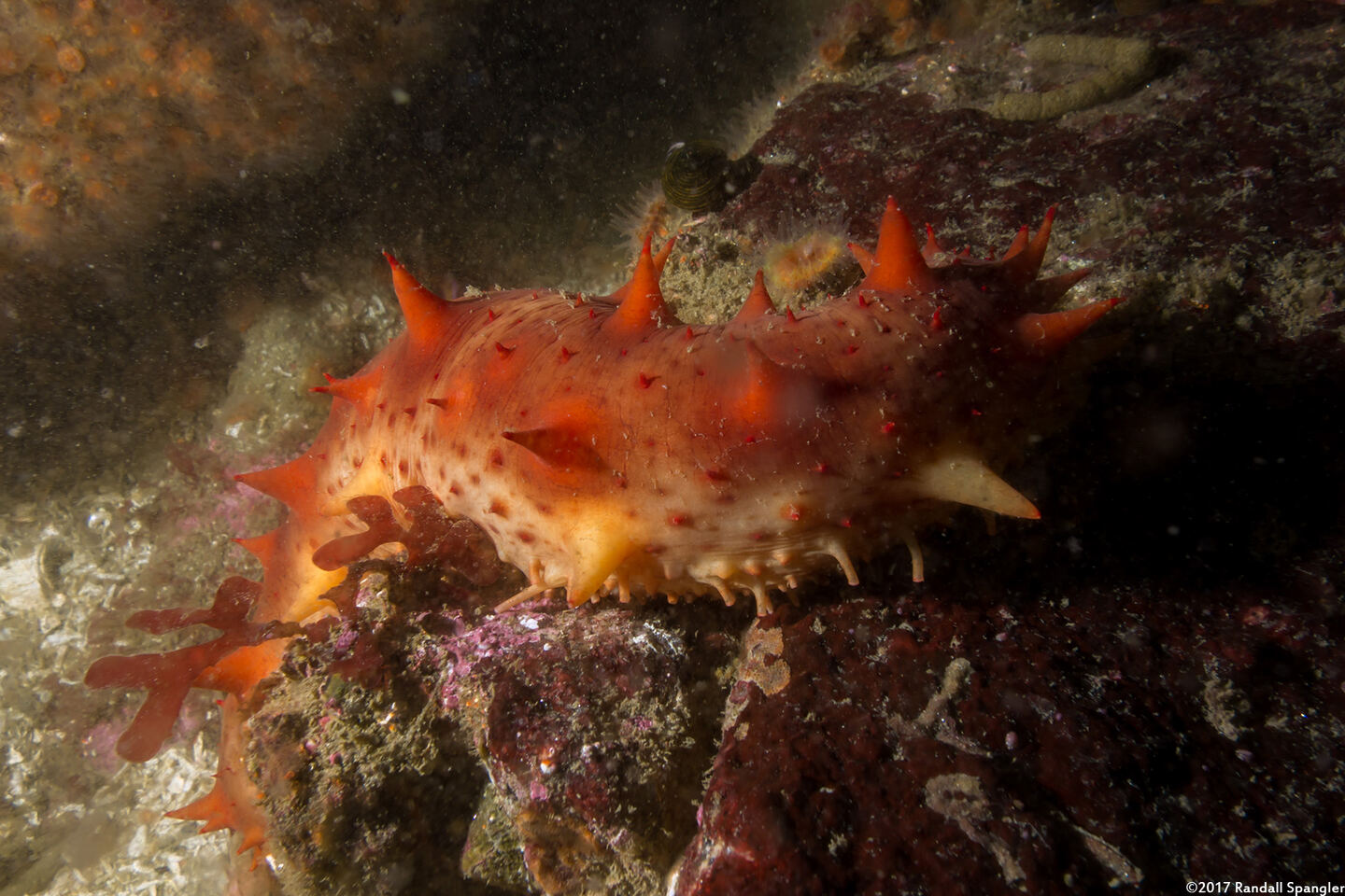 Parastichopus californicus (California Sea Cucumber)