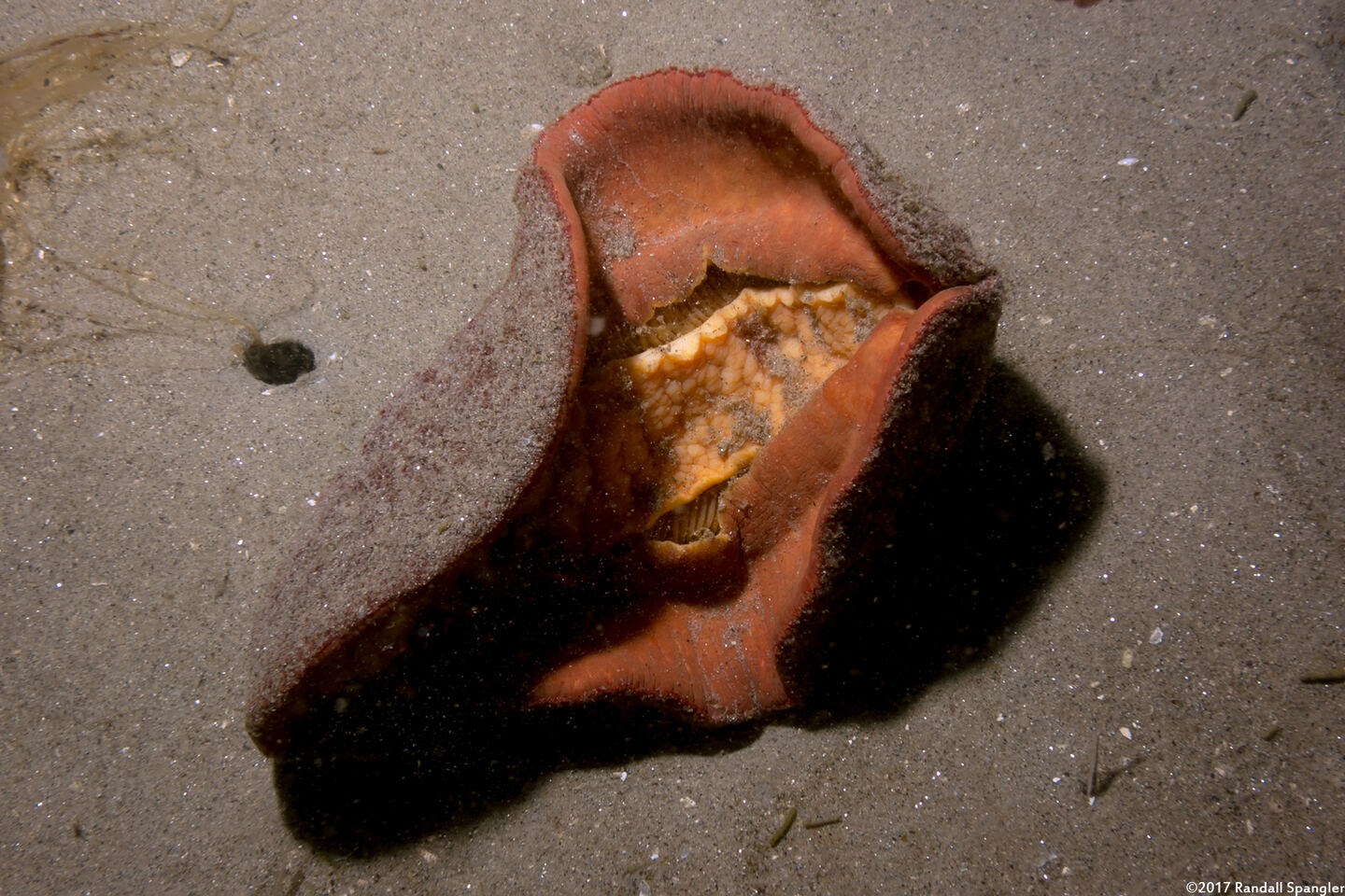 Cryptochiton stelleri (Gumboot Chiton); This is what they look like underneath