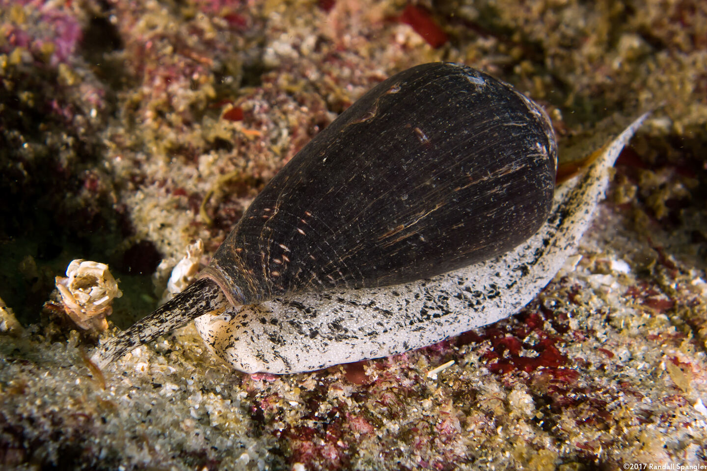 Californiconus californicus (California Cone Snail)