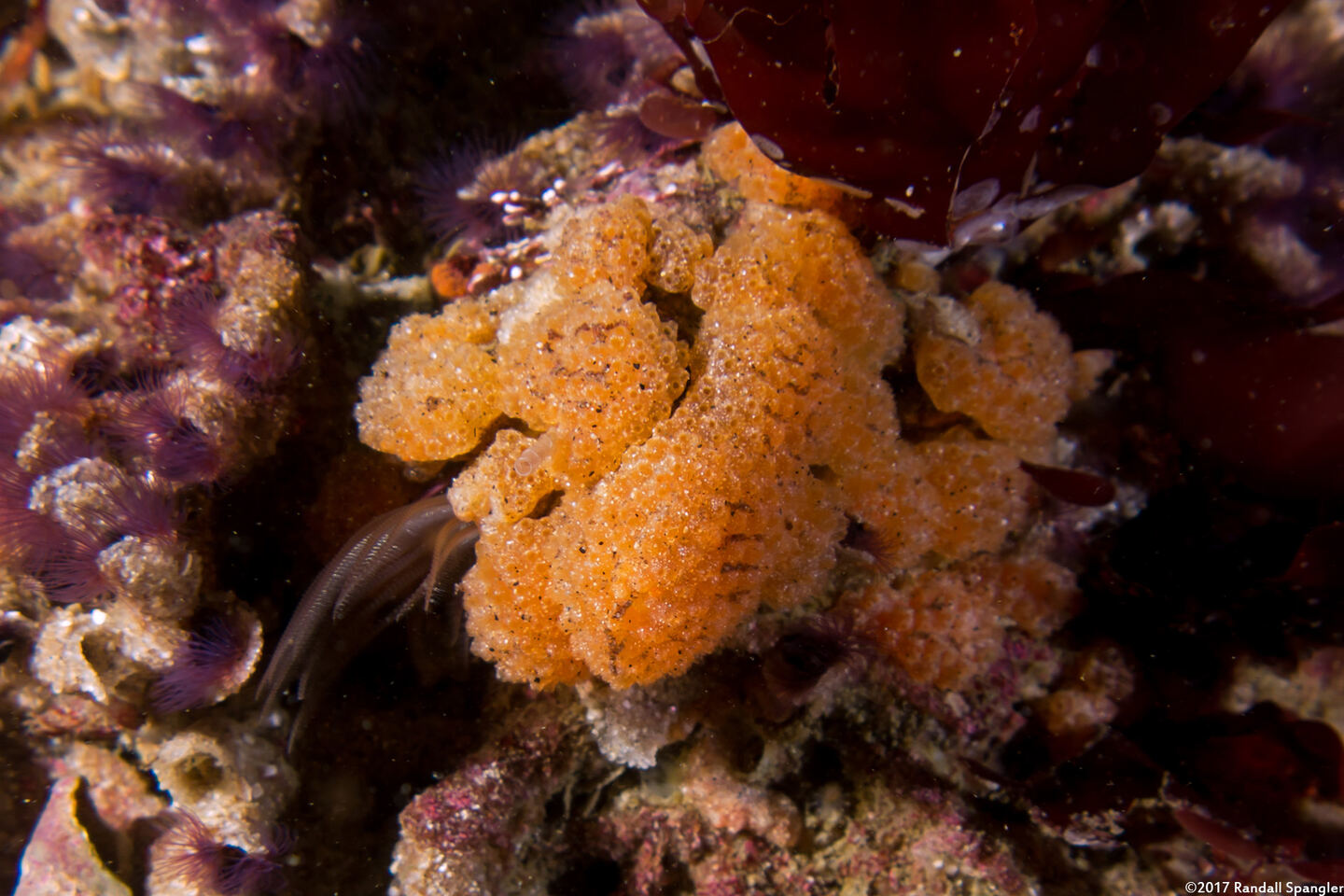 Ritterella pulchra (Ritterella Pulchra)