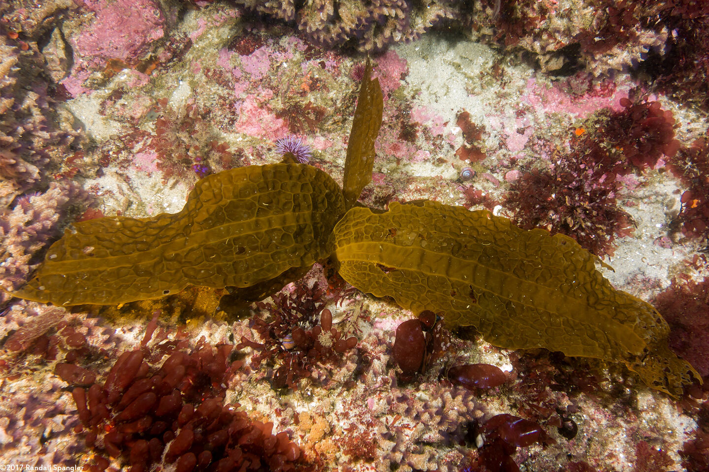 Dictyoneurum reticulatum (Dictyoneurum reticulatum)