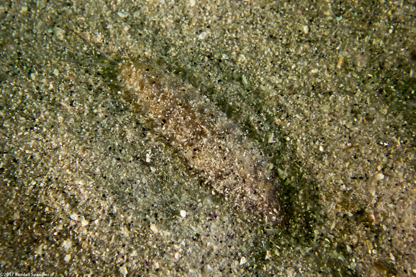 Hesperonoe sp.1 (Hesperonoe sp.1)