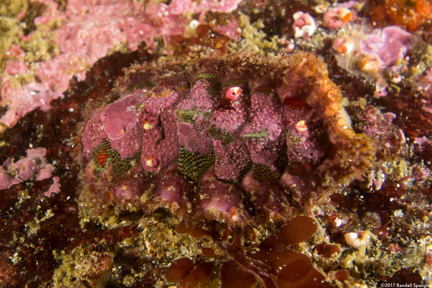 Mopalia ciliata (Hairy Chiton)