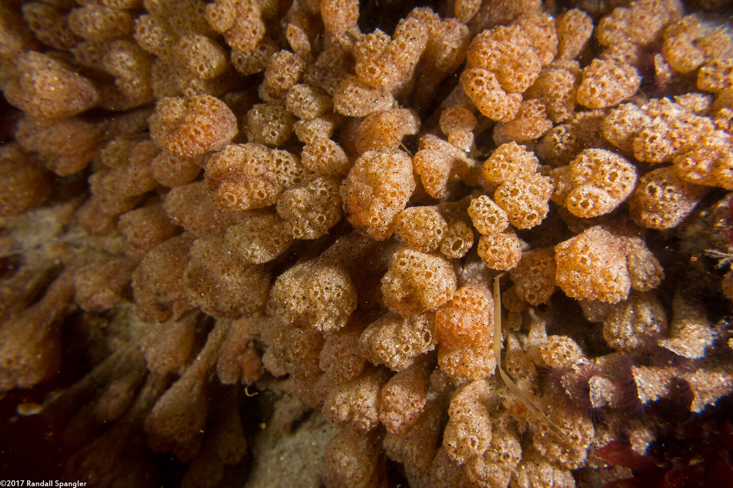 Synoicum parfustis (Synoicum Parfustis)