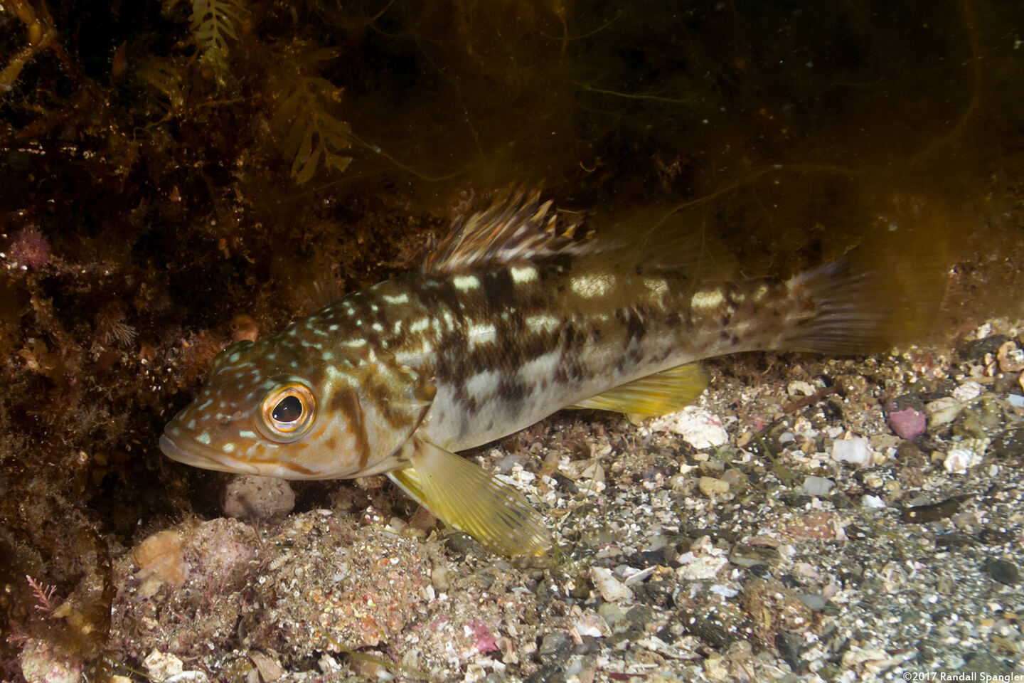 Paralabrax clathratus (Kelp Bass)