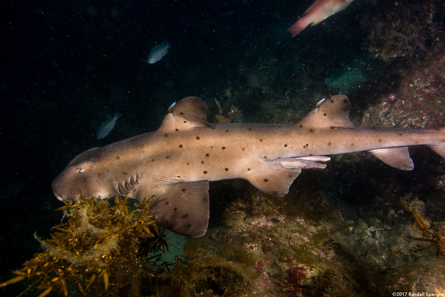 Heterodontus francisci (Horn Shark)