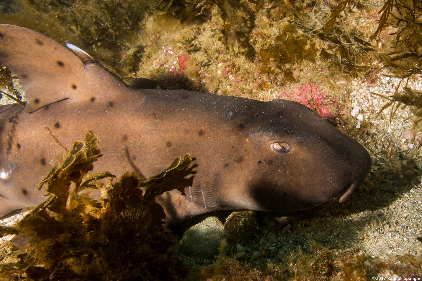 Heterodontus francisci (Horn Shark)